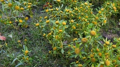 Bidens radiata, photograph author not stated, no rights reserved
