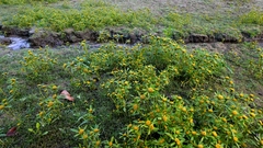 Bidens radiata, photograph author not stated, no rights reserved