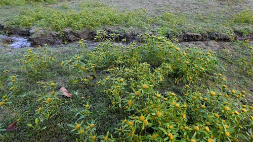 Bidens radiata