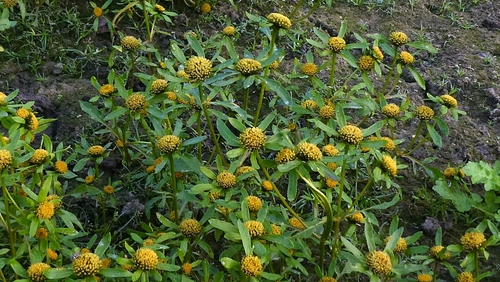 Bidens radiata, photograph 3