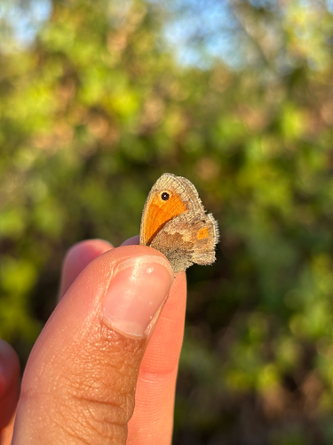 Small Heath