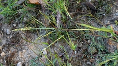 Panicum dichotomiflorum