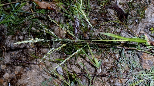 Panicum dichotomiflorum, photograph 1