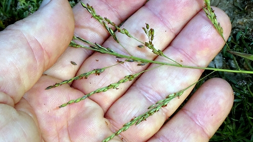 Panicum dichotomiflorum, photograph 2