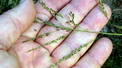 Panicum dichotomiflorum, photograph author not stated, no rights reserved
