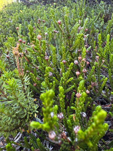 Cassiope mertensiana observed 2026-09-22