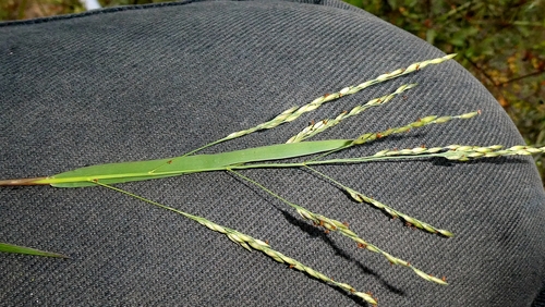 Panicum dichotomiflorum, photograph 3