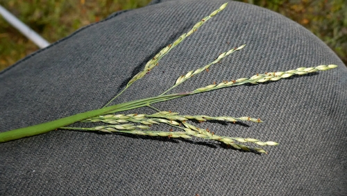 Panicum dichotomiflorum, photograph 5