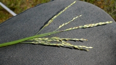 Panicum dichotomiflorum, photograph author not stated, no rights reserved