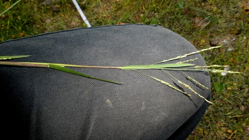 Panicum dichotomiflorum, photograph 4
