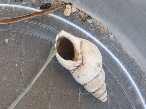 Goniobasis livescens, 2026-09-25