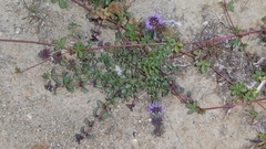 Mentha pulegium