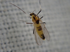 Chironomidae