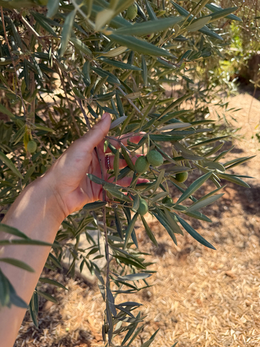 Olive
