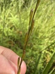 Triglochin palustris