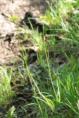 Biscutella laevigata