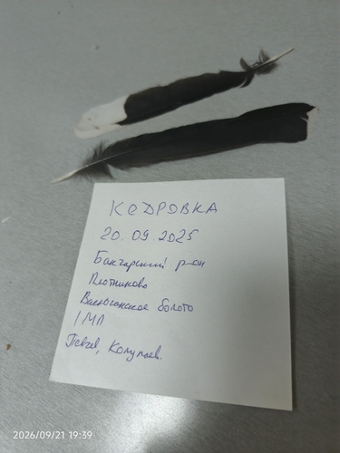 Plume de Cassenoix moucheté
