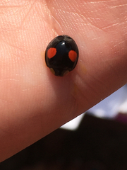 Harmonia axyridis