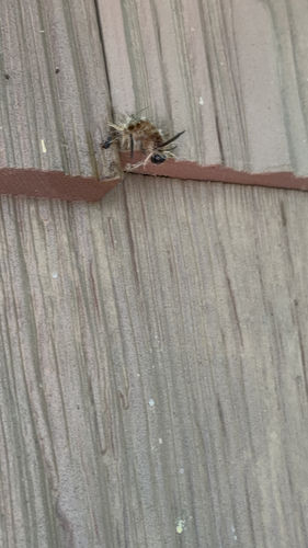 Banded Tussock Moth