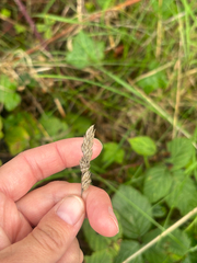 (c) Iona Cowell, some rights reserved (CC BY) Dactylis glomerata, photograph (c) Iona Cowell, some rights reserved (CC BY)
