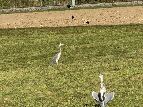 Grey Heron
