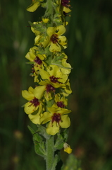 Verbascum boerhavii