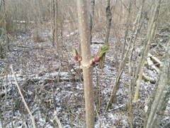 Sambucus racemosa racemosa