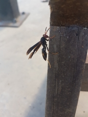 Polistes erythrocephalus