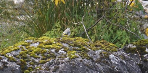 Grey Wagtail