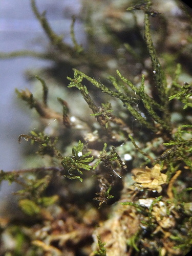 Pseudoleskeella nervosa observed 2026-09-11