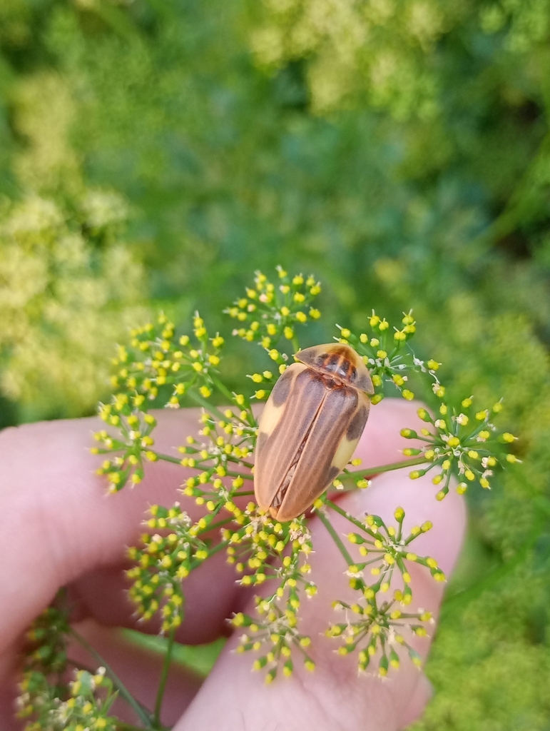 Aspisoma lineatum