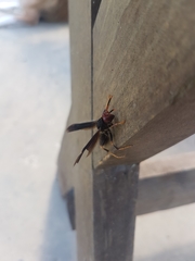 Polistes erythrocephalus