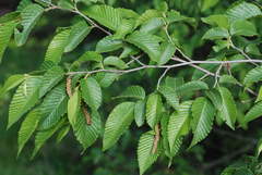 Ostrya carpinifolia