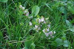 Chamaecytisus purpureus