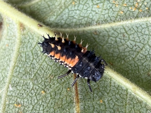 Asian Lady Beetle