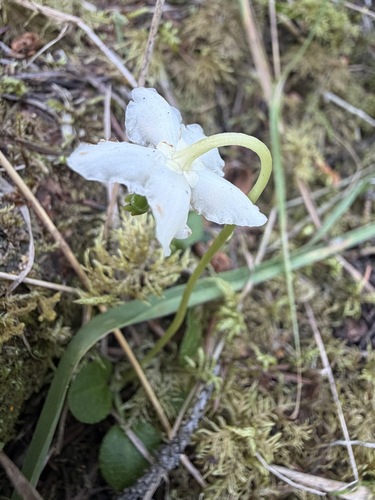 Moneses uniflora, photograph 1
