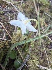 Moneses uniflora