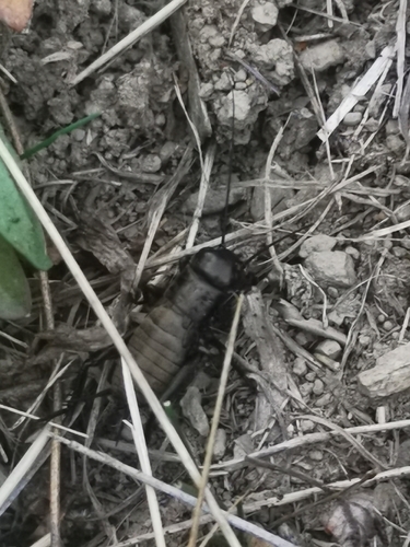 European Field Cricket