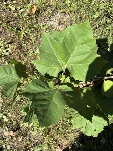 Platanus occidentalis, photograph 6