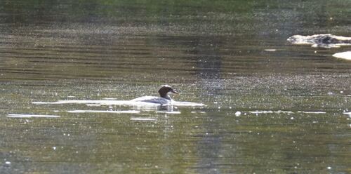 Common Merganser