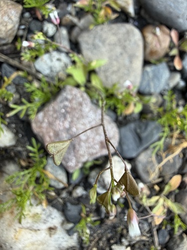 Capsella bursa-pastoris