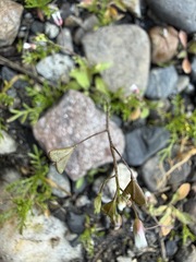 Capsella bursa-pastoris