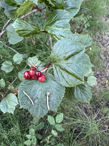 Viburnum edule