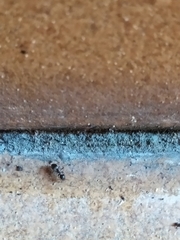 Lasius
