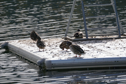 Mallard