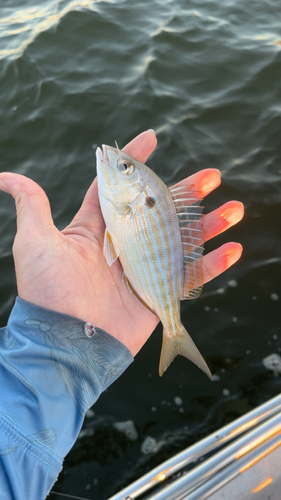 Pinfish