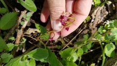 Claytonia virginica