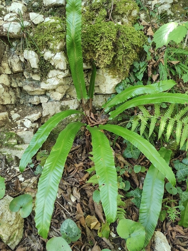 Hart's-tongue fern
