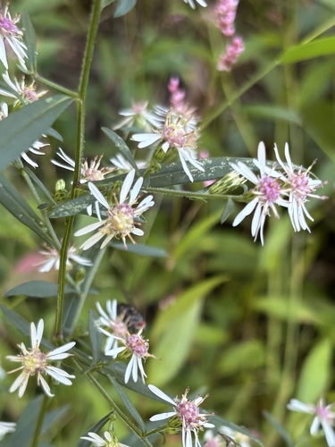 Symphyotrichum lateriflorum, photograph 2