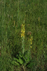 Verbascum boerhavii